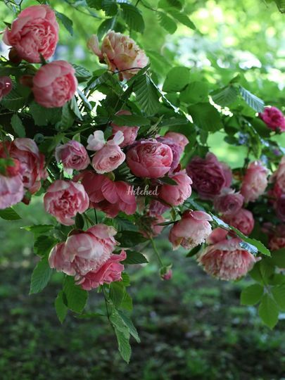 ArtiBelle Florists