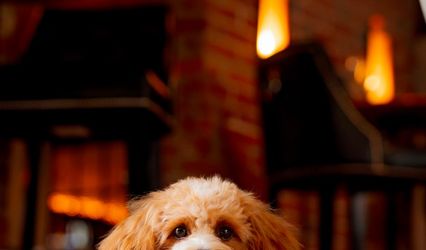 The Doghouse Collective Chaperone Service