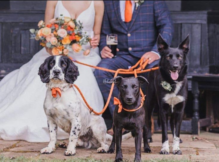 Chuck Tails Dog Wedding Chaperone