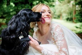 The Bed and Bone Wedding Dog Chaperone