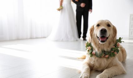 Coral Mike Dog Trainer / Canine Wedding Chaperone