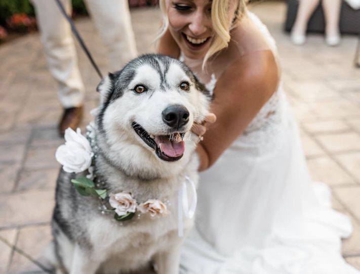 London Wedding Pet Care