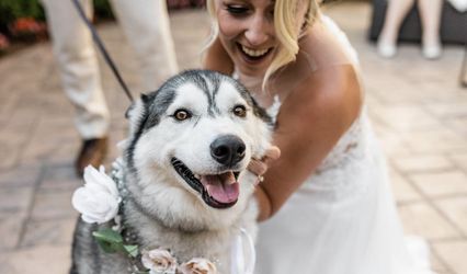 London Wedding Pet Care