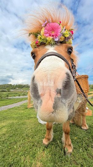 The Devon Champagne and Confetti Pony
