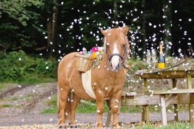 The Devon Champagne and Confetti Pony