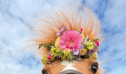 The Devon Champagne and Confetti Pony