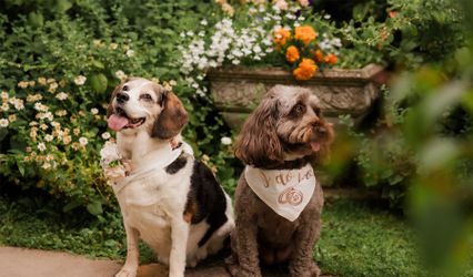 Shepherd Photography