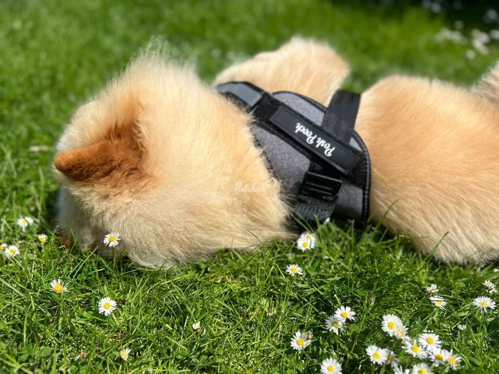 Posh Pooch