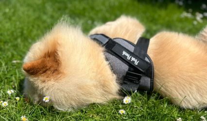 Posh Pooch