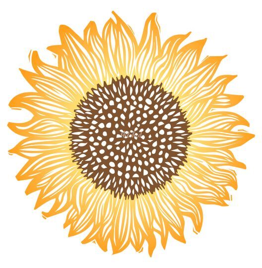 Sunflower Kitchen