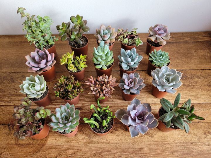 The Little Hanging Garden Company