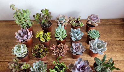 The Little Hanging Garden Company