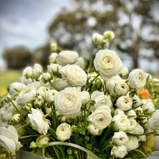 Moorfield Farm Flowers