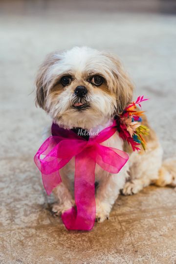 The Pawsome wedding Chaperone