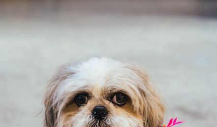 The Pawsome wedding Chaperone