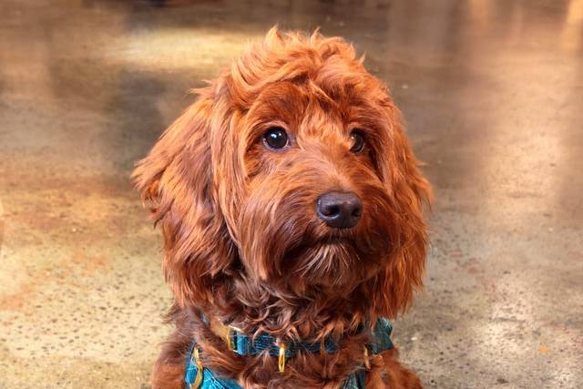 Samantha  & Thomas's wedding 1