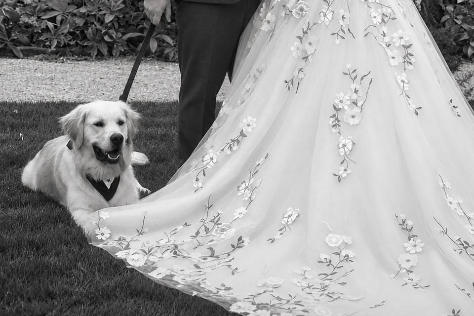 Emma Evans & Liam Evans's wedding