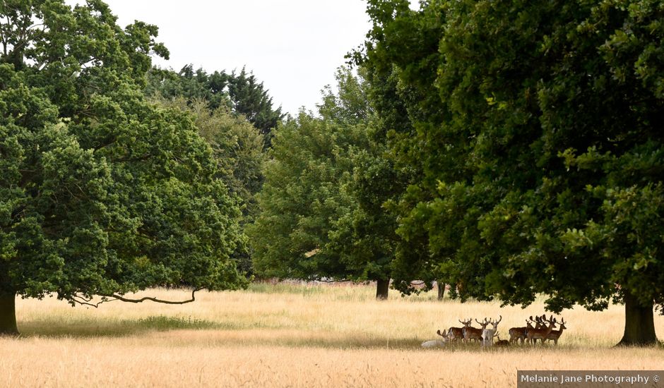 Lee and Rebeca's Wedding in Stansted Mountfitchet, Essex