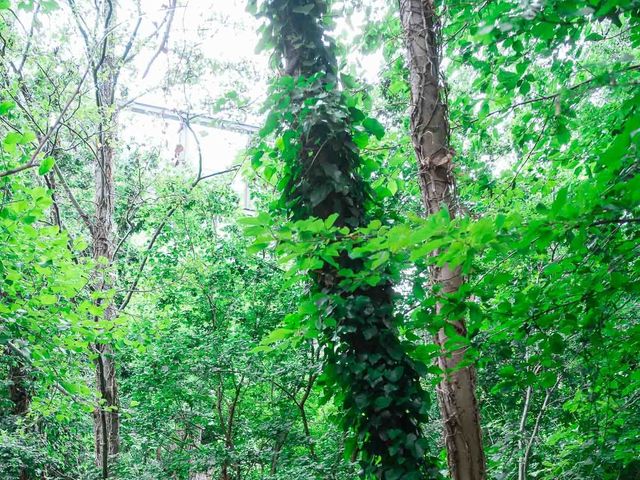 Ajit and Juliet's Wedding in London - North, North London 31