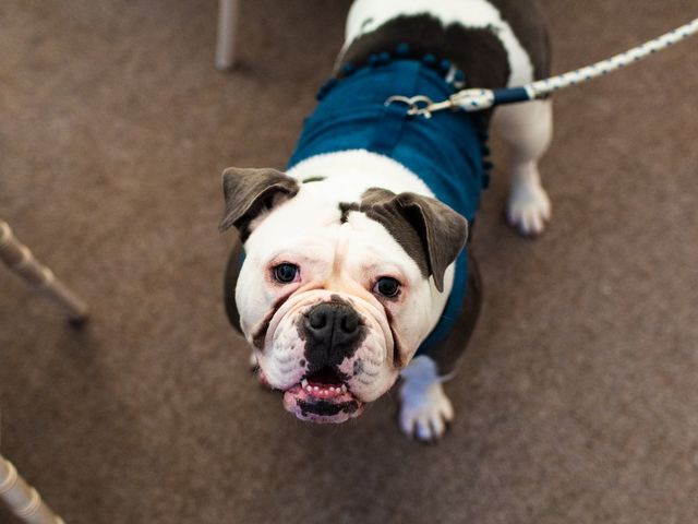 Jordan and Beth's Wedding in Telford, Shropshire 6