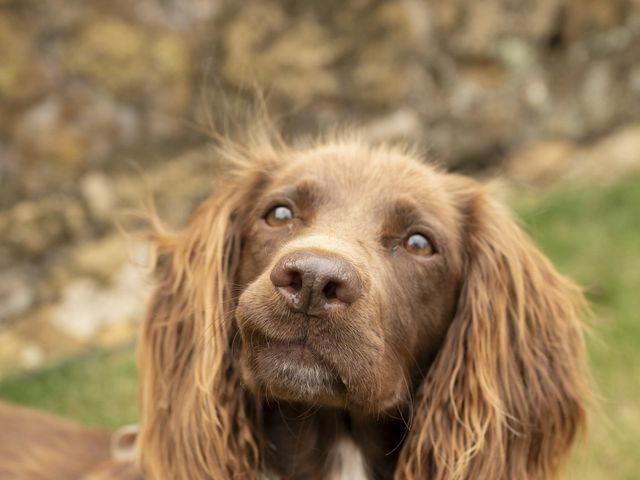 stuart and anna's Wedding in Melton Mowbray, Leicestershire 13