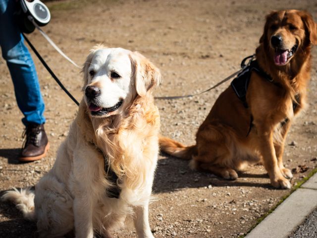 Jade and Miten's Wedding in Castle Donington, Leicestershire 6