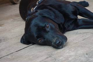 Surfside & Rum Bar, Polzeath - 7