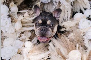 Bark Boss Wedding Dog Chaperone - 5