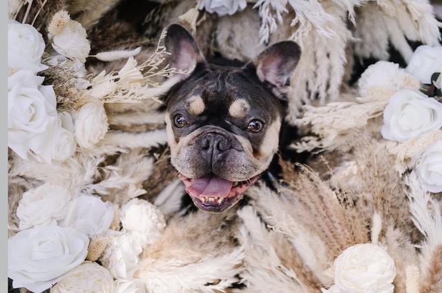 Bark Boss Wedding Dog Chaperone - 3