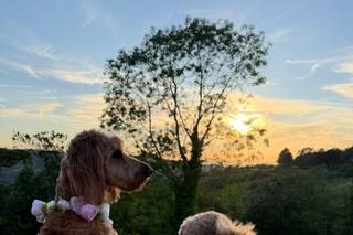 Together Furever Weddings - 8