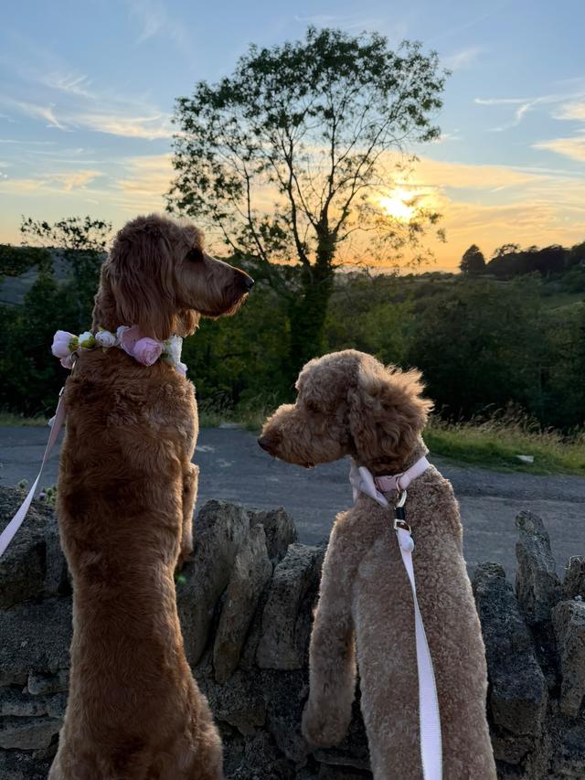 Together Furever Weddings - 4