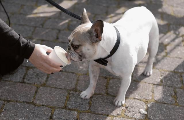 Here Comes the Hound - 4