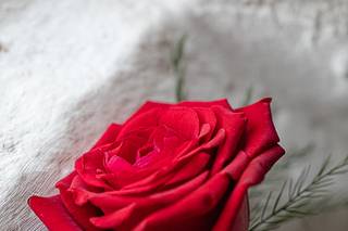 Beautiful Blooms - 17