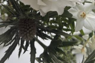 Cain and Clover Flowers - 13