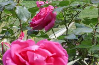 Findon Manor Hotel - 7