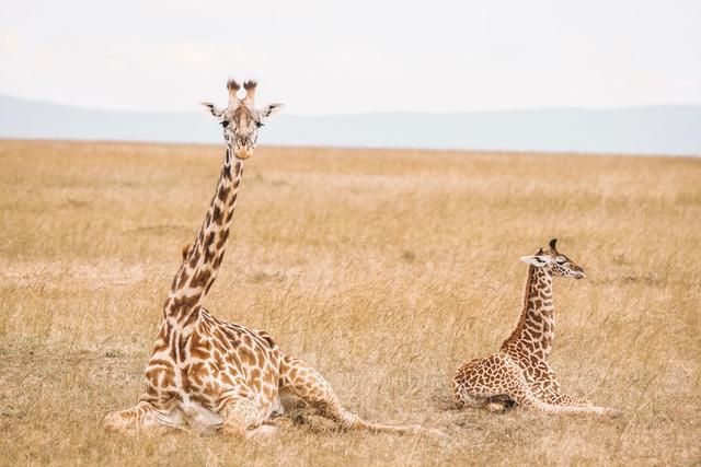 amara safari | Luxury African Safaris - 4