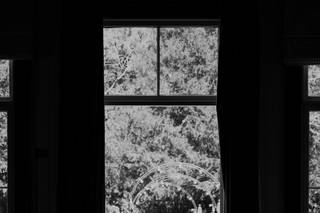 Hollyhock Photography - 5