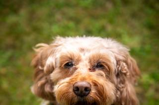 Paws Of Honour - 5