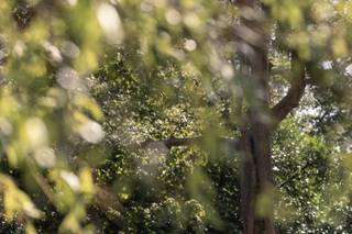 Brightling Park - 4