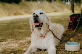 Short Legs Dog Care - 9