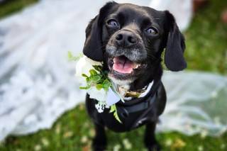 Woofs and Weddings - 22