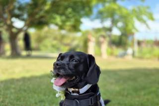 Woofs and Weddings - 23