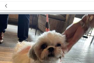 Wagging Tails Weddings - Pet Chaperone - 15