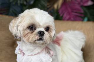 Wagging Tails Weddings - Pet Chaperone - 16