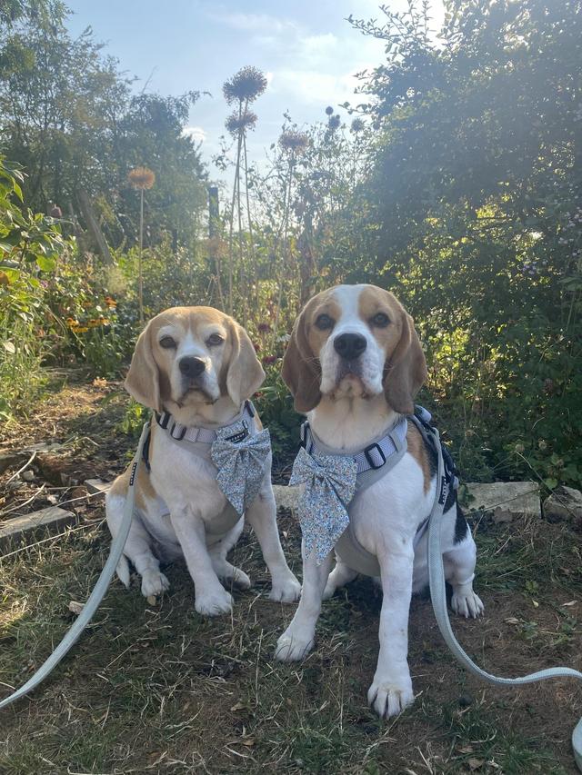 Georgia’s Dog Wedding Chaperoning - 2