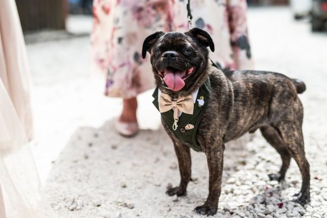 Sue's Dog Walking and Pet Care Ltd - 4