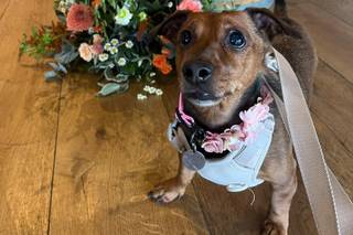 Hannah's Wedding Dog Chaperone - 5