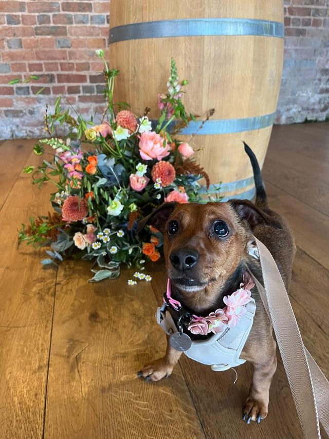 Hannah's Wedding Dog Chaperone - 2