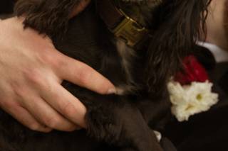 Wagging Tails Weddings - Pet Chaperone - 8