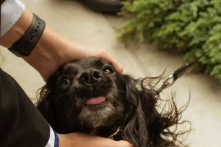 Wagging Tails Weddings - Pet Chaperone - 9